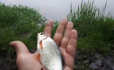 Фото рыбалки в Осиповичский район 11