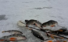 Фото рыбалки в Пензенская область 11