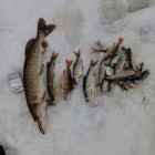 Фото рыбалки в Щука, Окунь 2