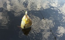 Фото рыбалки в Созоново 3