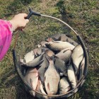 Фото рыбалки в Сом канальный 1