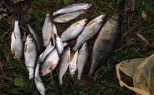 Фото рыбалки в Озеро, Житомирский район 1