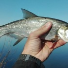 Фото рыбалки в Ерш, Плотва 6
