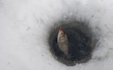Фото рыбалки в Ушачский район 1