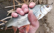 Фото рыбалки в Поляна, Богородский городской округ 0