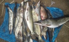 Фото рыбалки в Наримановский район 3