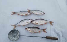 Фото рыбалки в Волчанский район 5