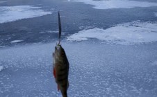 Фото рыбалки в Озерск 4