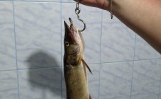 Фото рыбалки в Субботина 4