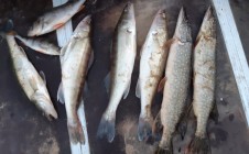 Фото рыбалки в Заозерье, Приморский район 2