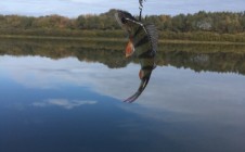 Фото рыбалки в Льгово, Рязанский район 0
