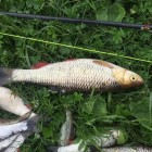 Фото рыбалки в Чехонь 2
