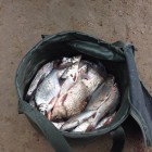 Фото рыбалки в Амур Белый, Окунь, Сазан, Сом, Судак 8