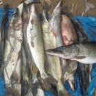 Фото рыбалки в Амур Белый, Окунь, Сазан, Сом, Судак 1