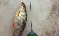 Фото рыбалки в Гранки-Куты 0