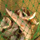 Фото рыбалки в Карась, Лещ, Подуст 3