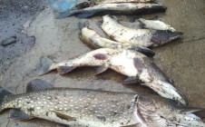 Фото рыбалки в Республика Татарстан 11