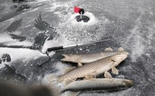 Фото рыбалки в Толстовка 4