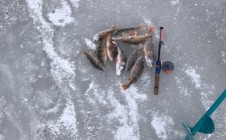 Фото рыбалки в СНТ Дубна-2 0