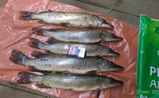 Фото рыбалки в Лежневский район 11