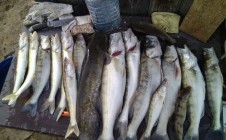Фото рыбалки в Целуха 0