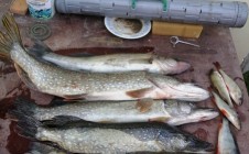 Фото рыбалки в Рязанская область 6
