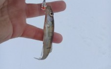 Фото рыбалки в Пинский район 11