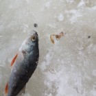 Фото рыбалки в Окунь, Плотва 1