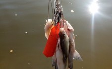 Фото рыбалки в Красный Яр, Большереченский район 11