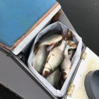 Фото рыбалки в Берш, Сом 4