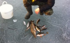 Фото рыбалки в Красногорский район 0