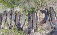 Фото рыбалки в Песчаный, Сургутский район 9