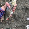 Рыбалка Язь