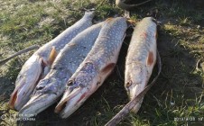 Фото рыбалки в Борисовка, Свердловский район 1