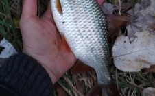 Фото рыбалки в Брно 8