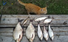 Фото рыбалки в Войкова 3