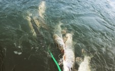 Фото рыбалки в Половское 0