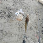 Фото рыбалки в Рыбец (Сырть) 5