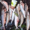 Рыбалка Голец арктический, Палия