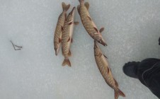 Фото рыбалки в Шушино 0