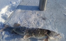 Фото рыбалки в Ямало-Ненецкий автономный округ 1