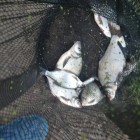 Фото рыбалки в Берш, Сом 0