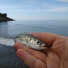 Фото рыбалки в Наркевичи 3
