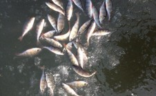 Фото рыбалки в Рудня, Дзержинский район 0