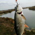 Фото рыбалки в Чехонь 1