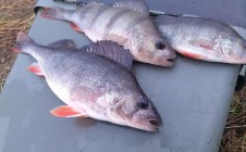 Фото рыбалки в Дубровня 2