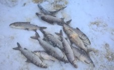 Фото рыбалки в Ненецкий автономный округ 0