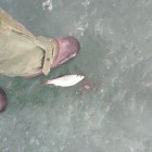 Фото рыбалки в Карась, Сазан, Судак 3