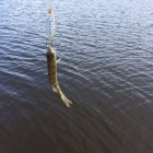 Фото рыбалки в Щука, Окунь 2