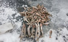 Фото рыбалки в Иван-Озеро 0